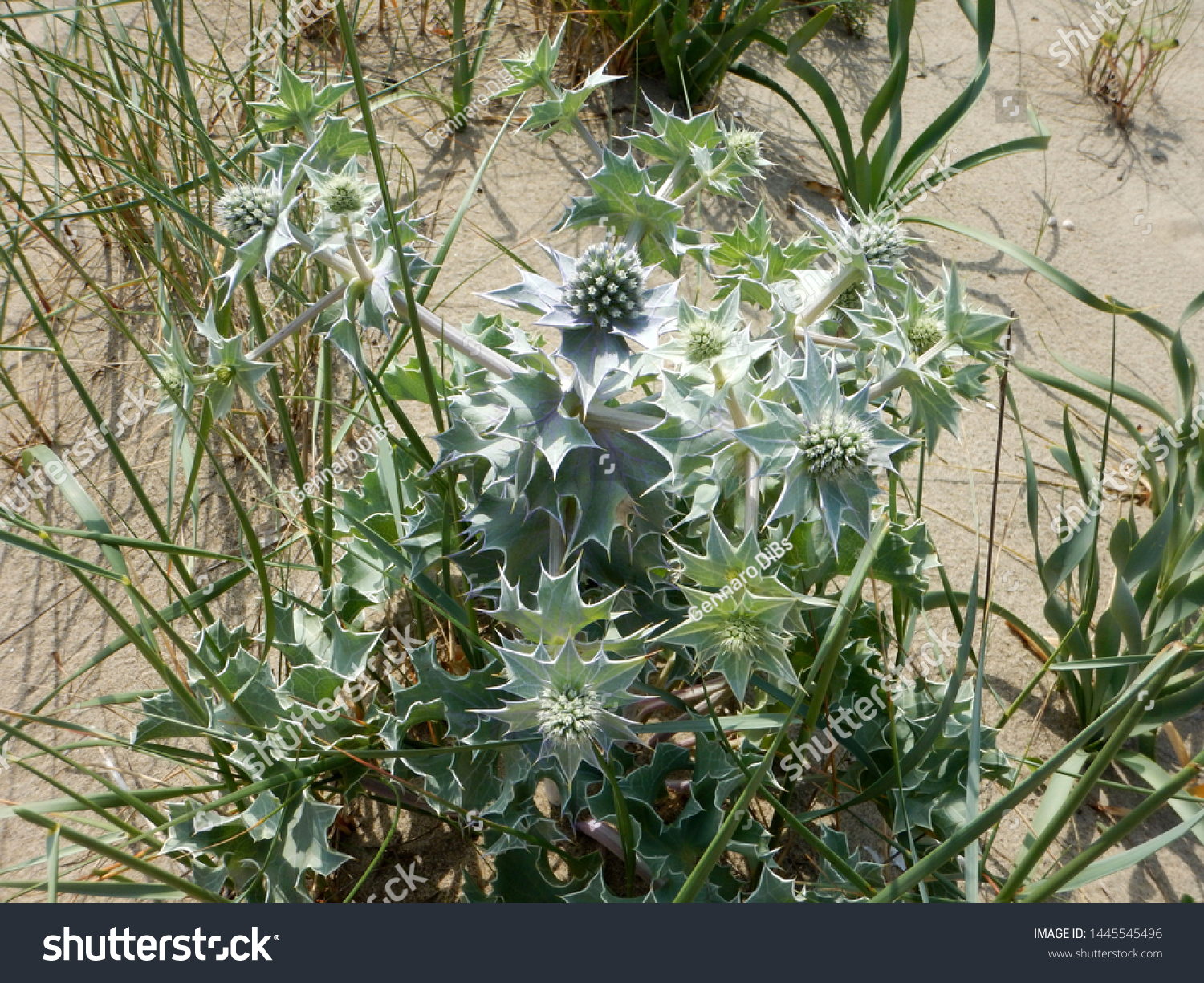 plant of sea holly or seaside eryngo eryngium maritimum grows in the dunes of sandy shores of mediterranean sea #1445545496
