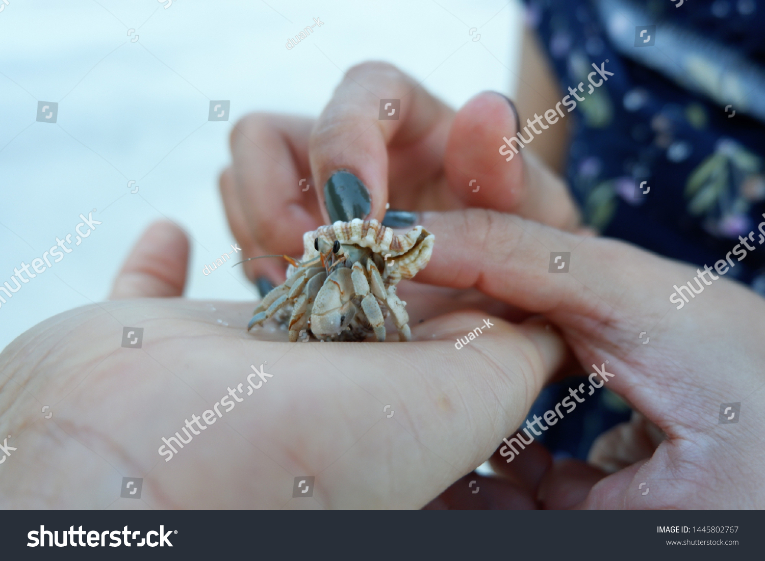 hermit crab grows in size, it must find a larger shell and abandon the previous one. Several hermit crab species, both terrestrial and marine, in adang island Thailand #1445802767