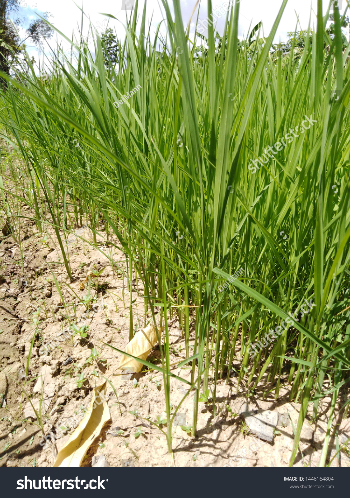 dry peddy field, rice field  #1446164804