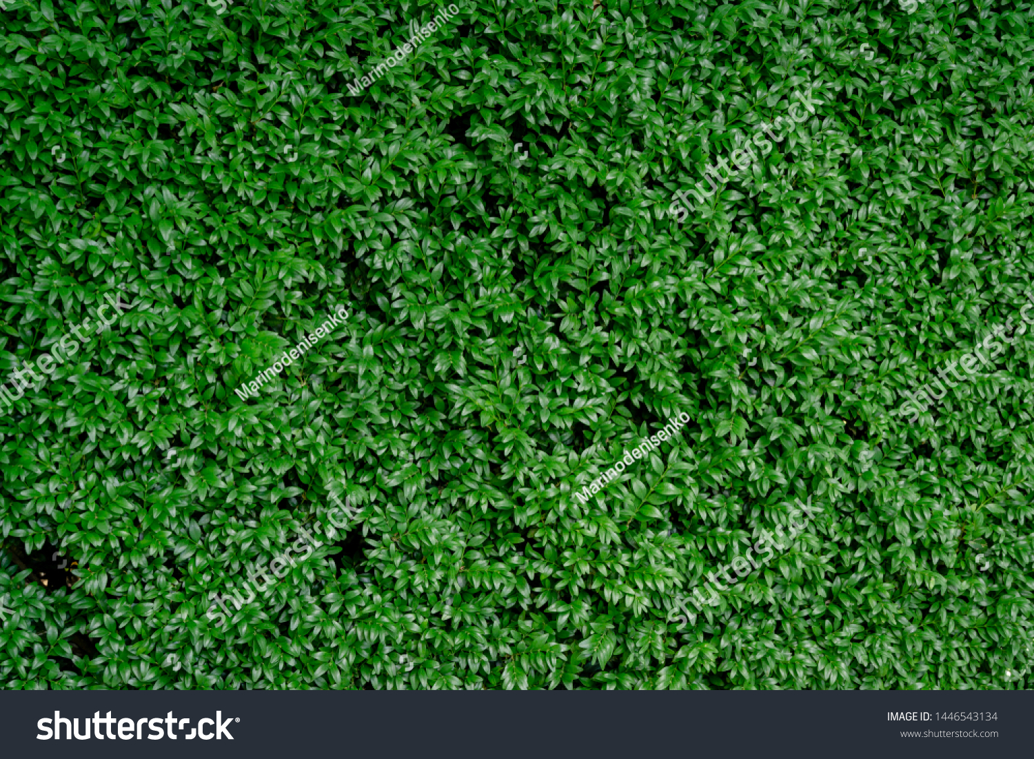 Close-up of bright green foliage boxwood Buxus sempervirens as the perfect natural backdrop for any  theme. Boxwood wall in natural conditions. Selective focus #1446543134