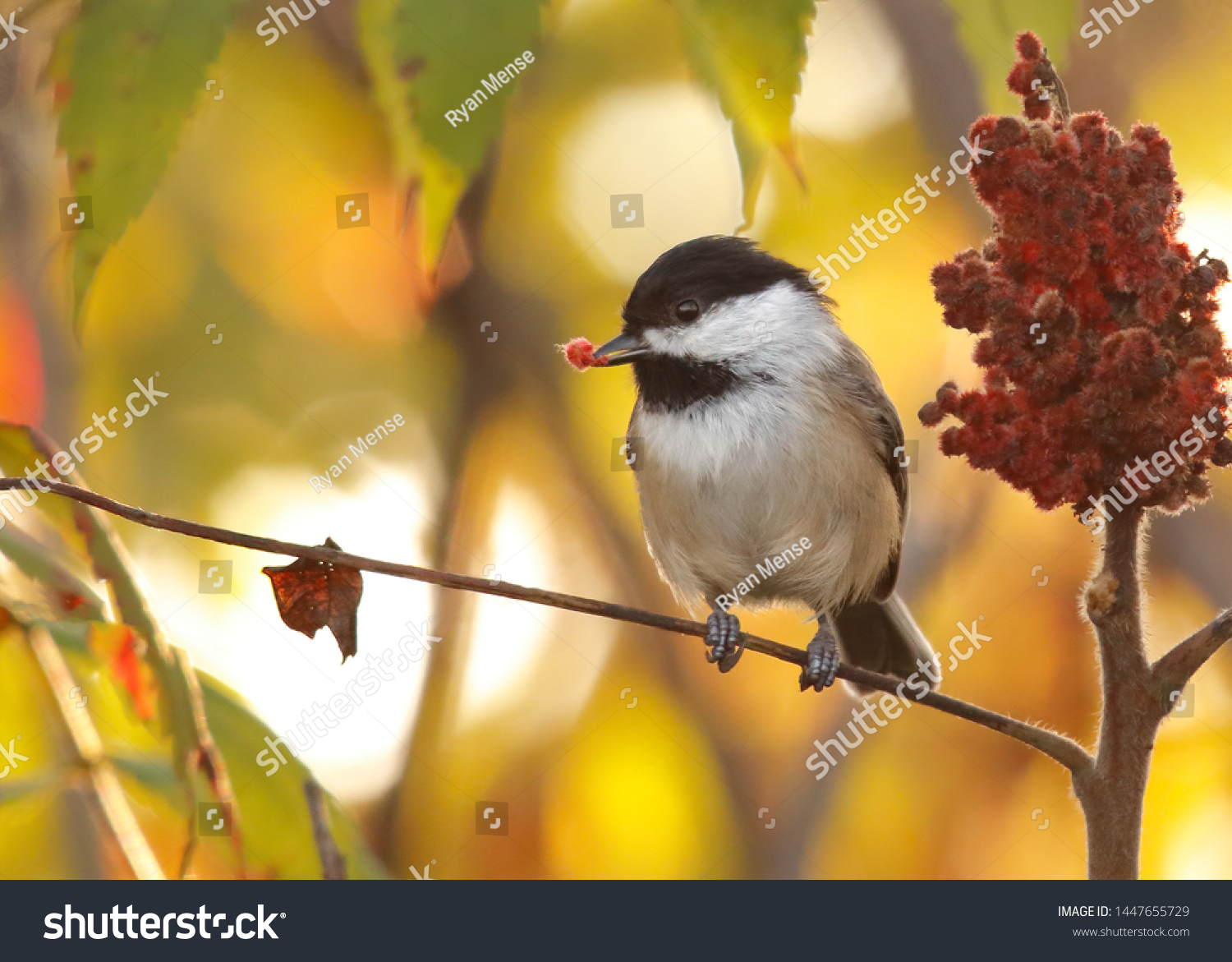 Black-capped Chickadee perched on Sumac while feeding on red berry with glowing golden background. #1447655729