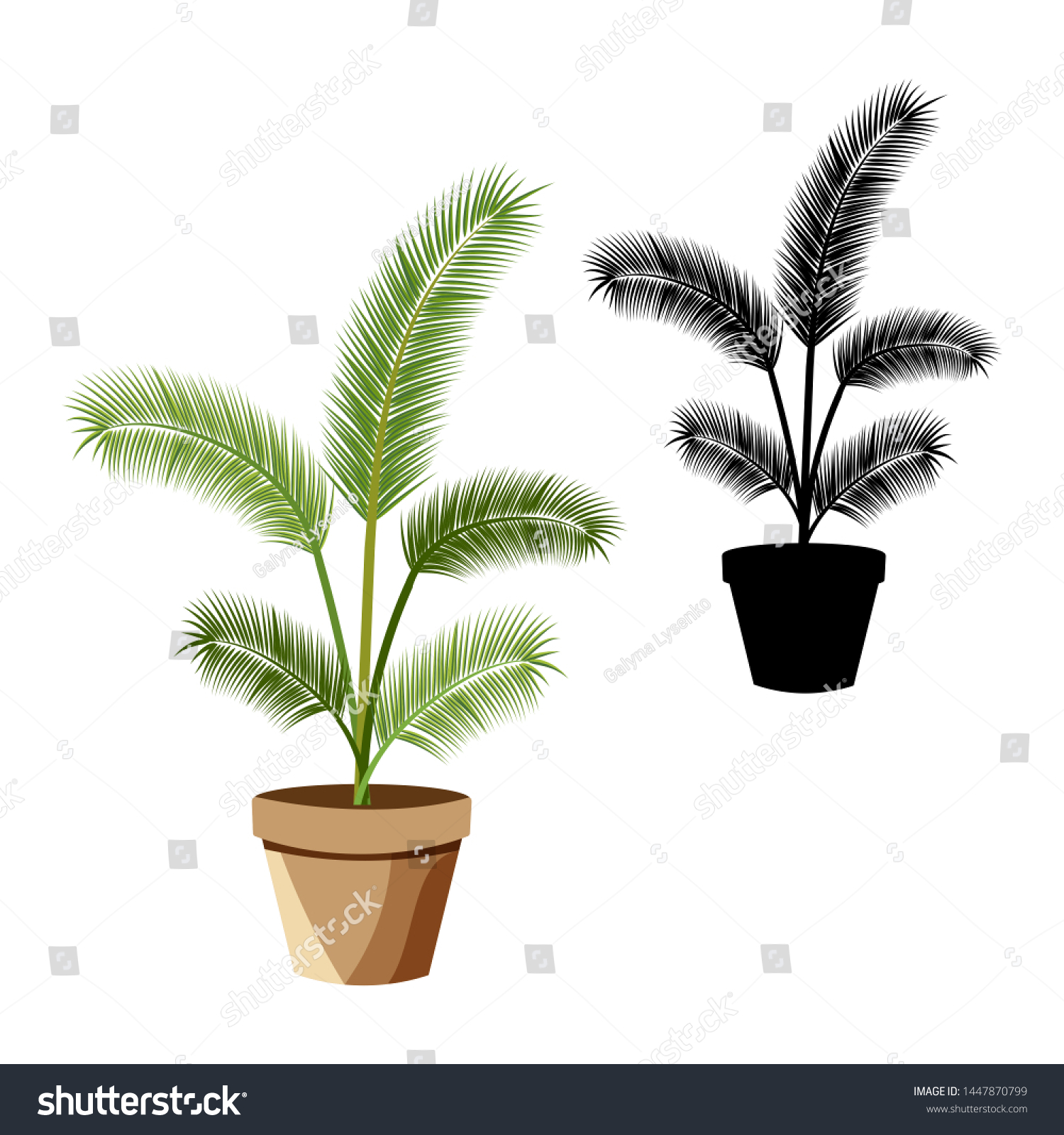 Set of vector detailed house plant for interior design and decoration.Tropical plant for interior decor of home or office.Color and monochrome  drawings. #1447870799