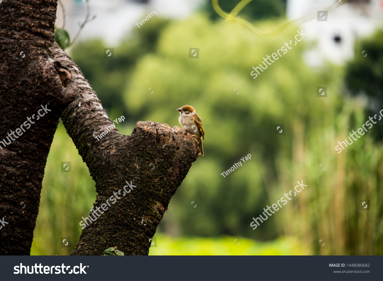 Tree sparrows in a park #1448080682