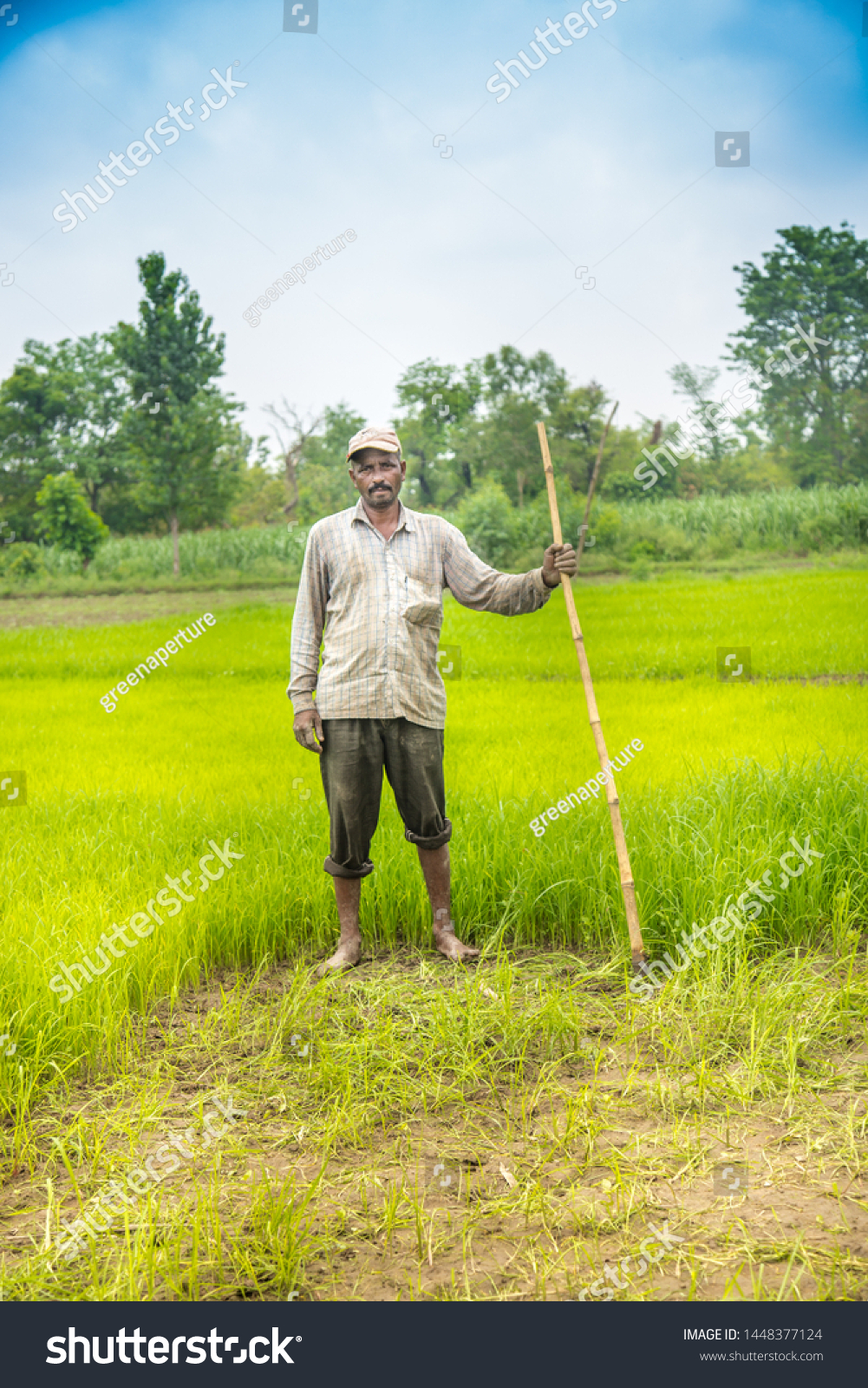 Indian Farmer in Paddy Field. A paddy field is a flooded parcel of arable land used for growing rice.  #1448377124