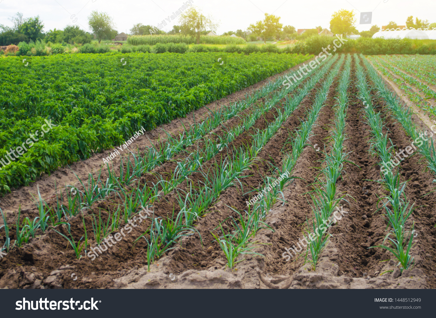 A field of young green leek plantations. Growing vegetables on the farm, harvesting for sale. Agribusiness and farming. Countryside. Cultivation and care for plantation. Improving efficiency of crop. #1448512949