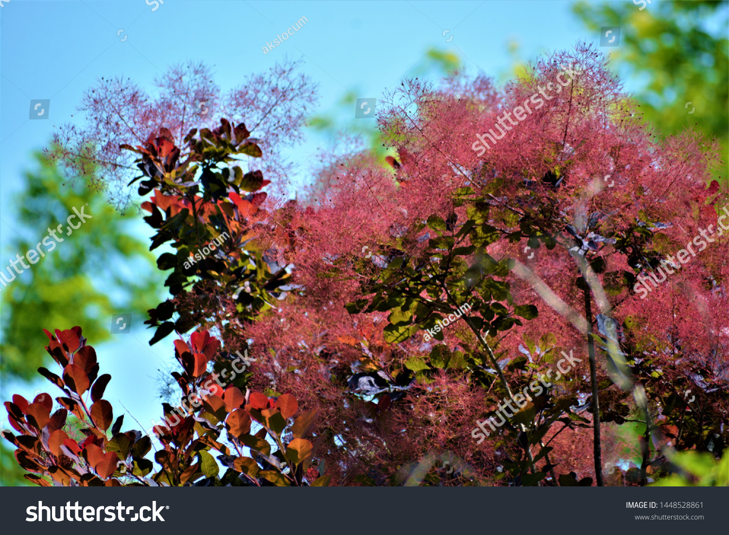 Smoke bush, Cotinus coggygria, is a deciduous shrub that's also commonly known as royal purple smoke bush, smokebush, smoke tree, and purple smoke tree.  #1448528861