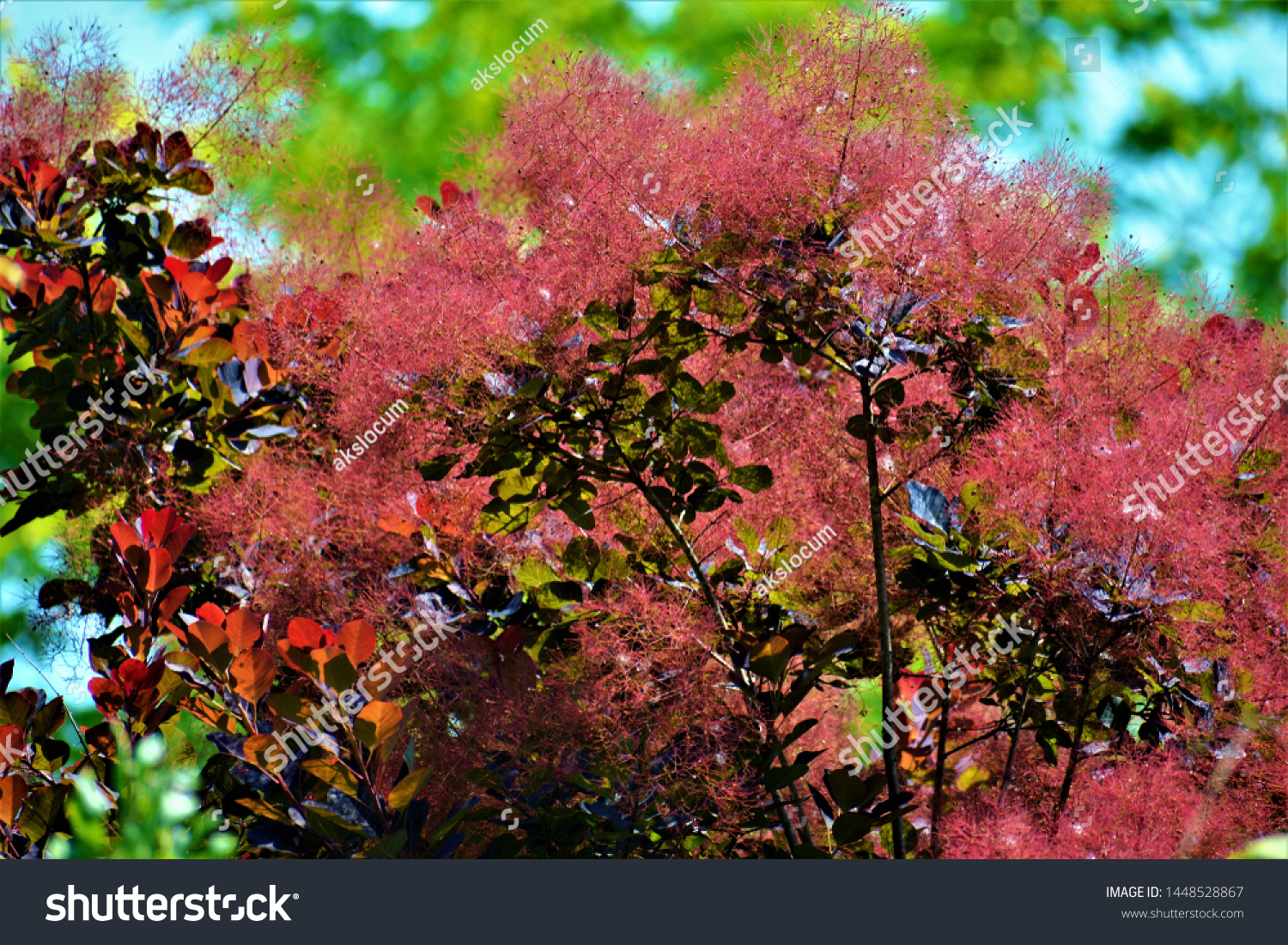 Smoke bush, Cotinus coggygria, is a deciduous shrub that's also commonly known as royal purple smoke bush, smokebush, smoke tree, and purple smoke tree.  #1448528867