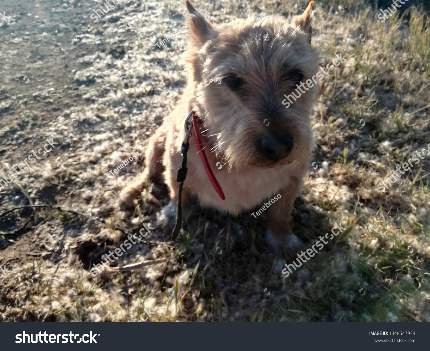 allergy in animals, antipathy, australian terrier, brightness and contrast, brown, canine, closeup, countryside, dog, domestic, domestic animal, environment, grain, grass, hay fever, hyper sensitivity #1448547938