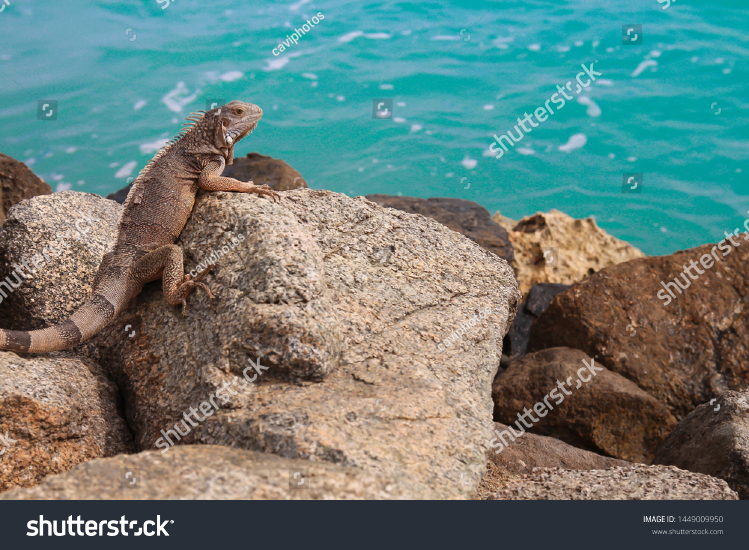 Iguana looking ahead about the sea #1449009950