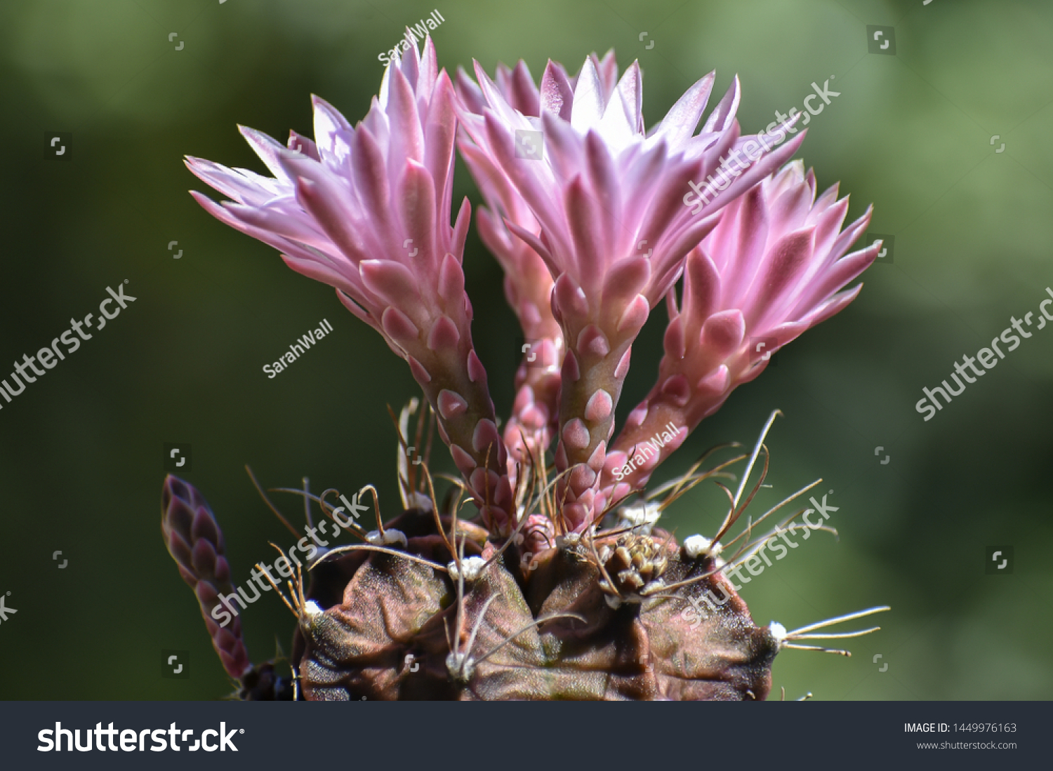 Close up of pink cactus flowers #1449976163