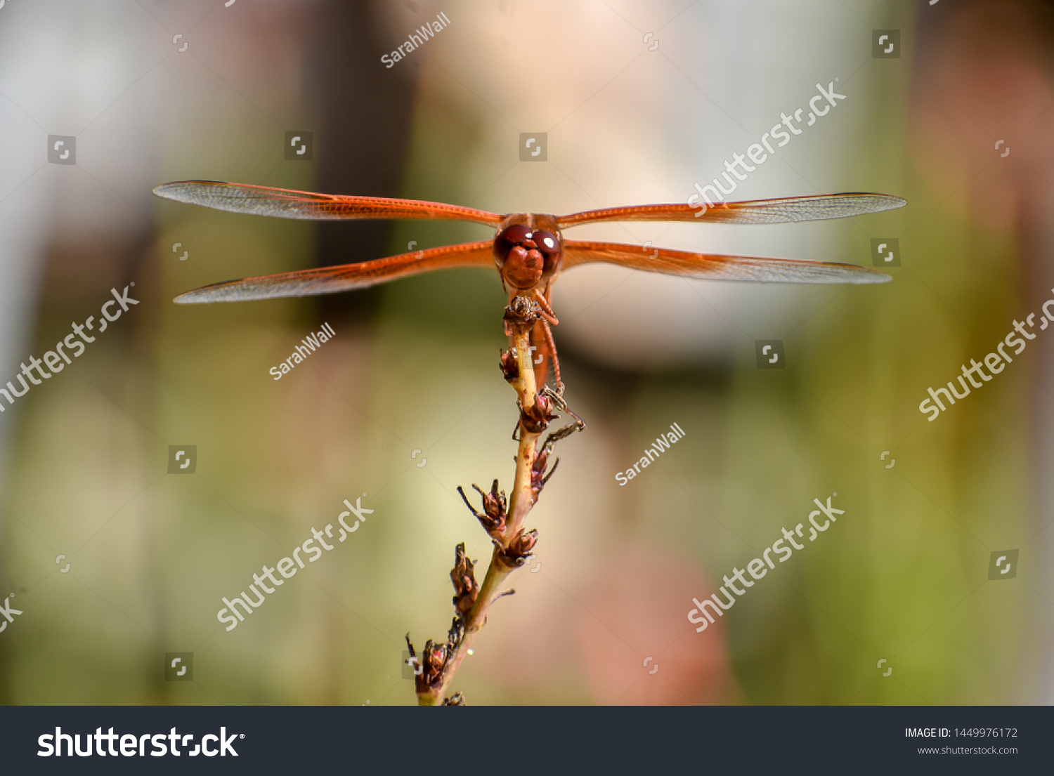 Dragonfly on a yucca plant #1449976172