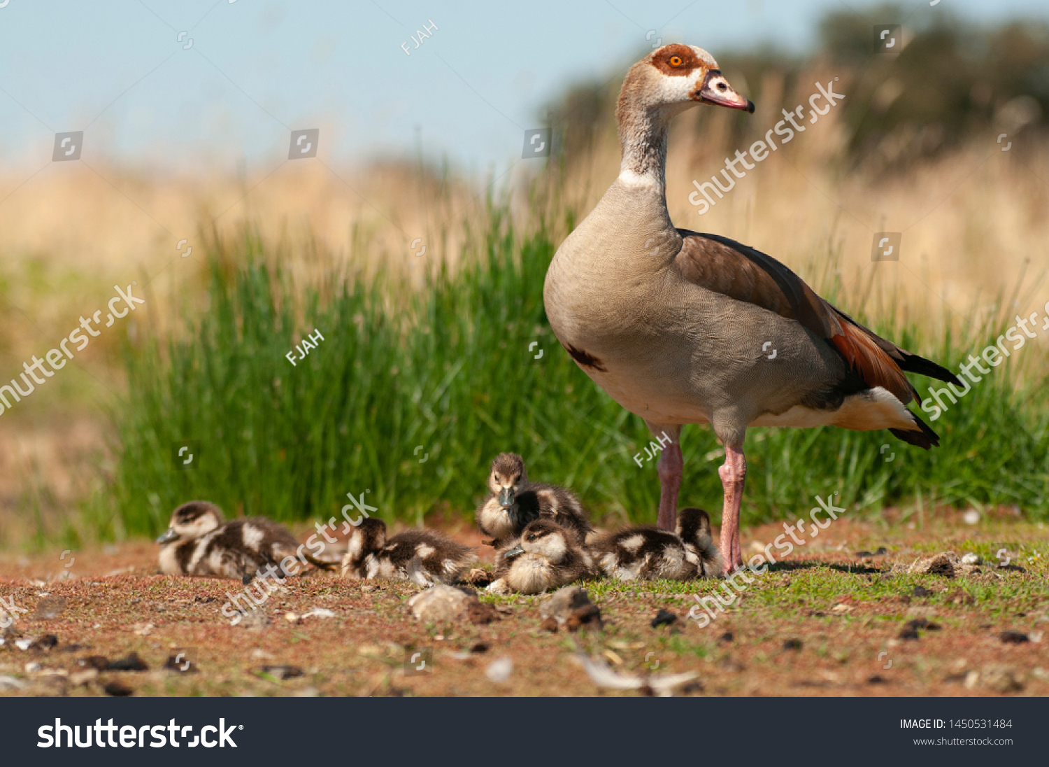 Egyptian goose (Alopochen aegyptiaca) with their young chicks #1450531484