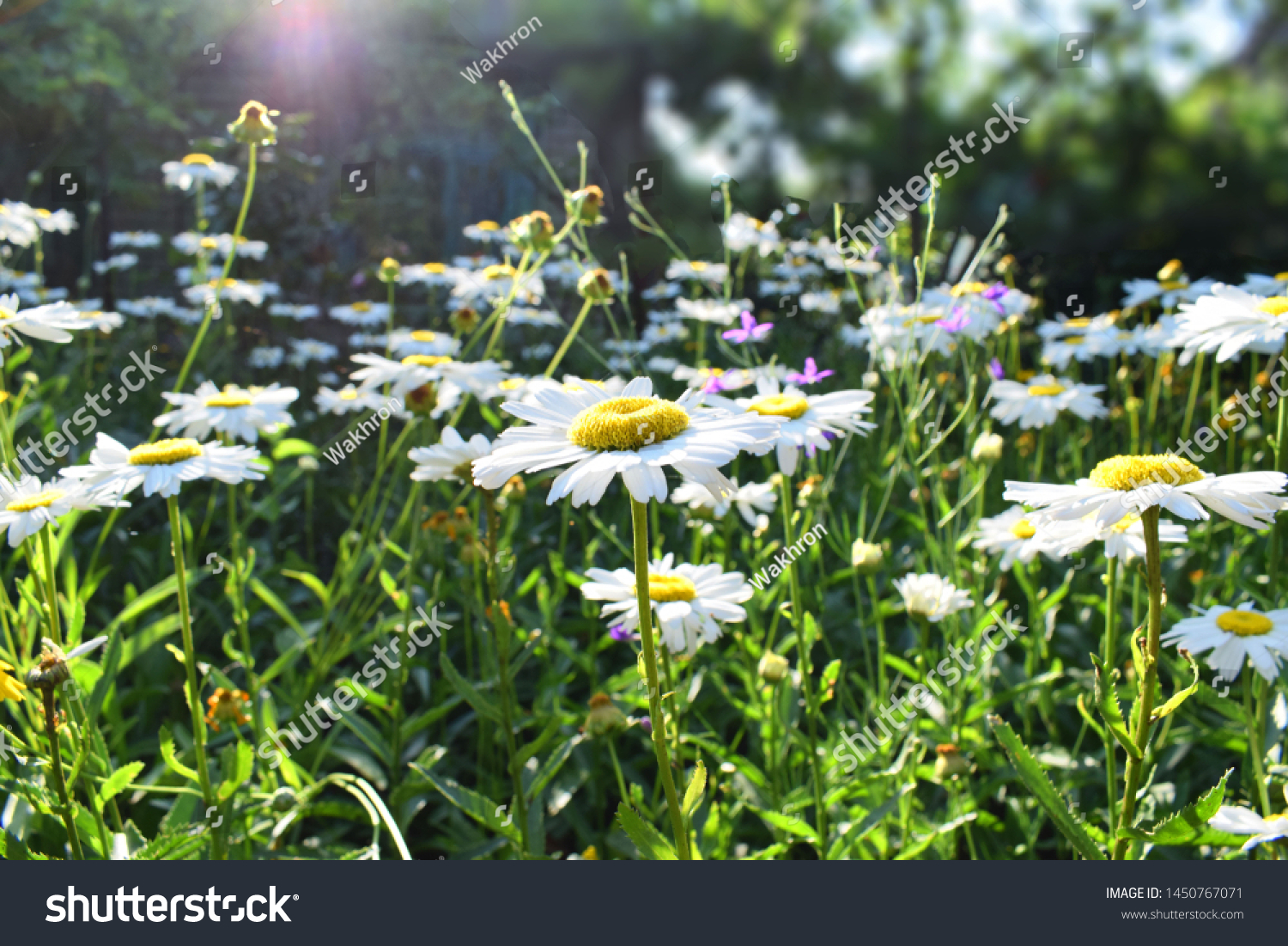 Flowering daisies in the garden.  Oxeye daisy, Leucanthemum vulgare, Daisies, Dox-eye, Common daisy, Dog daisy, Moon daisy #1450767071