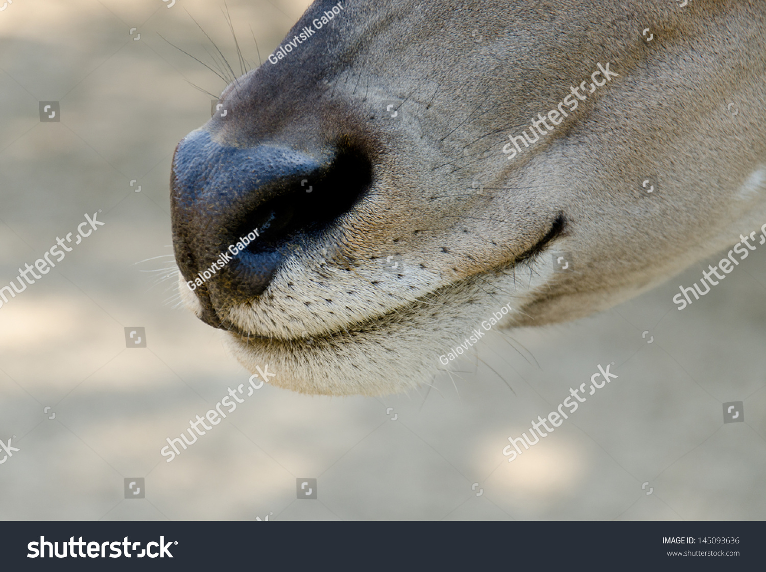Antelope - common eland mouth #145093636