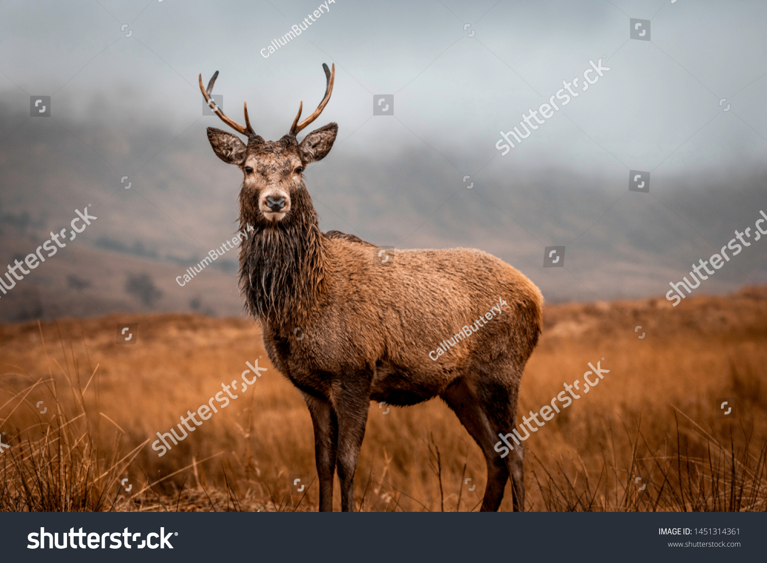 Scottish red deer stag in nature #1451314361