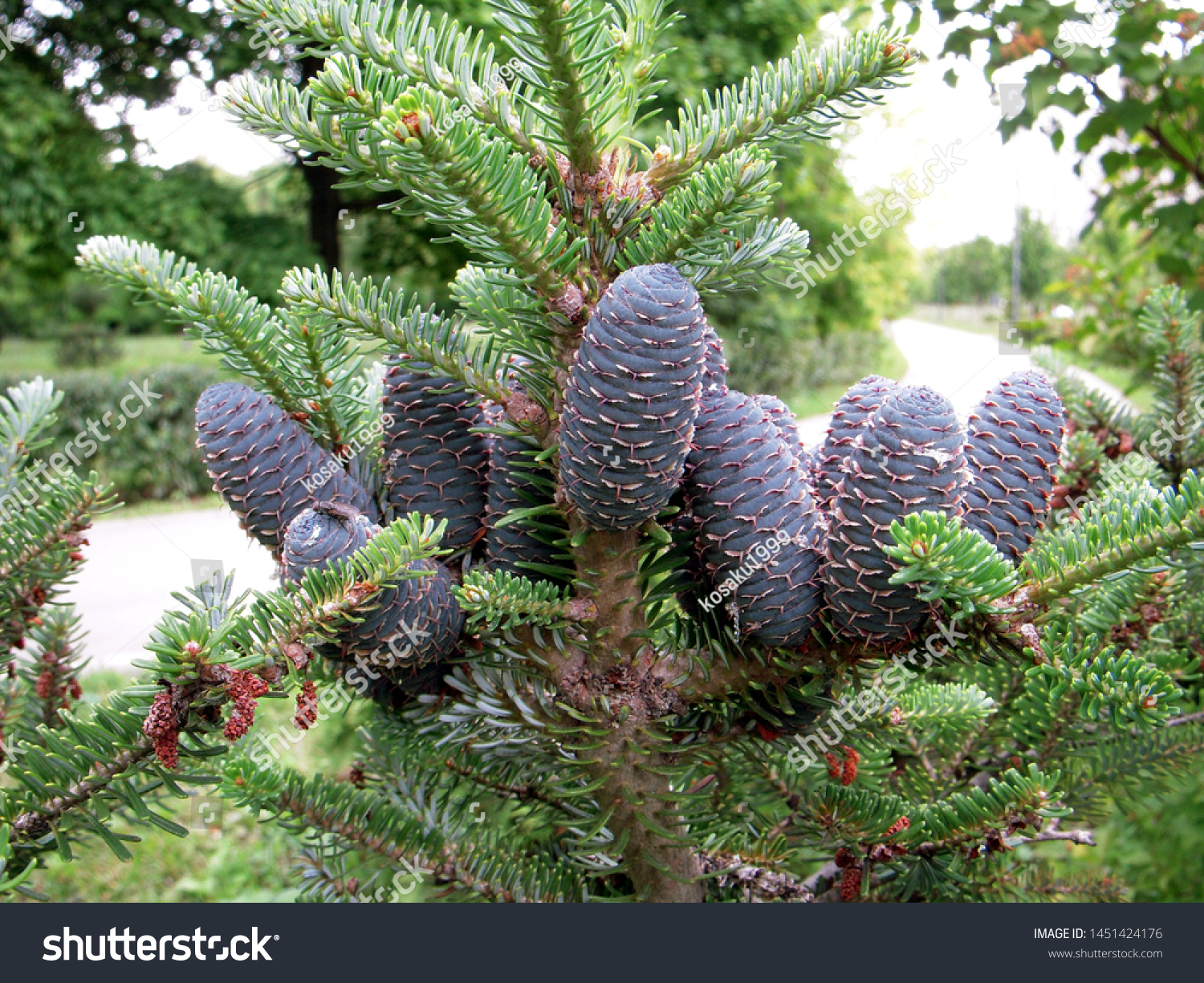 branch of korean fir with cones, Abies koreana #1451424176