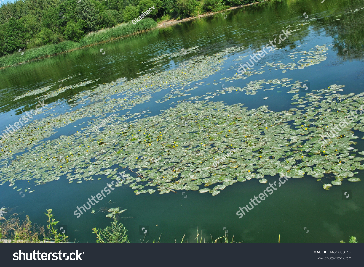 Water lilies on the water, river, reservoir, lake #1451803052