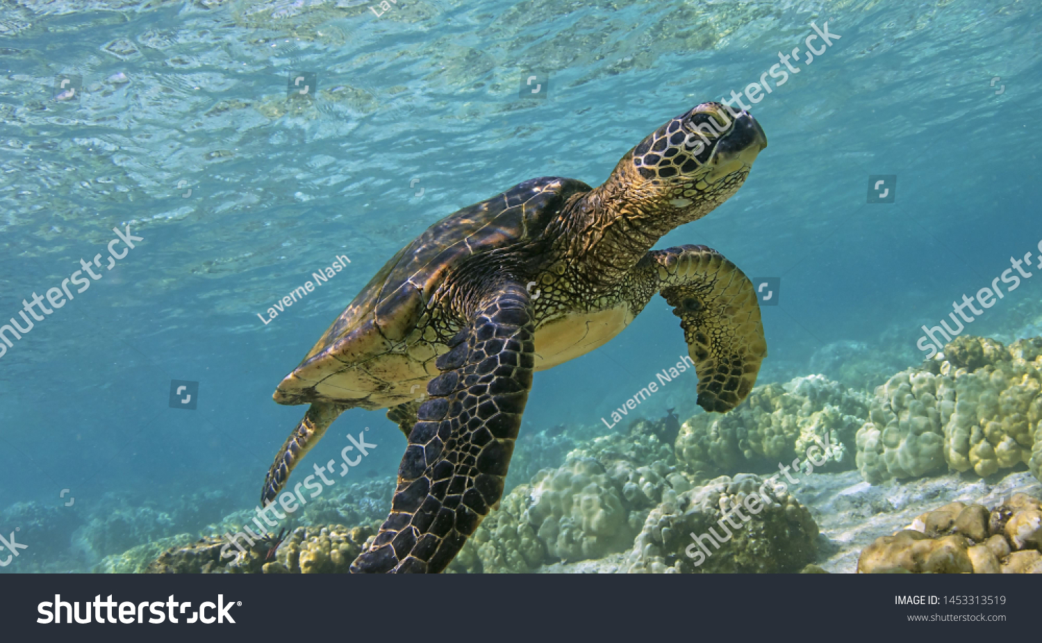 photo of Sea turtle in the Galapagos island #1453313519