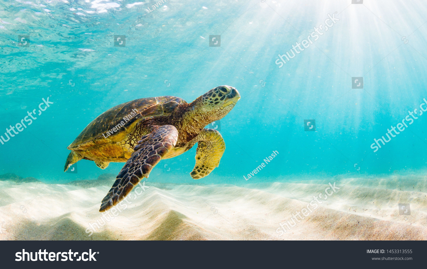 photo of Sea turtle in the Galapagos island #1453313555