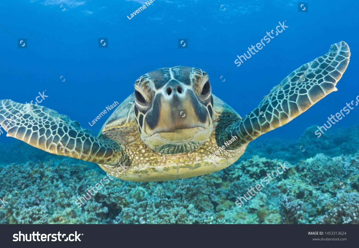photo of Sea turtle in the Galapagos island #1453313624