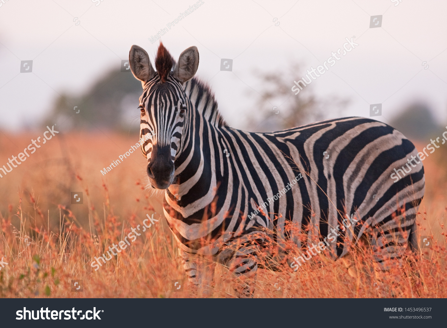 plains zebra, equus quagga,  equus burchellii,  common zebra, Kruger national park #1453496537