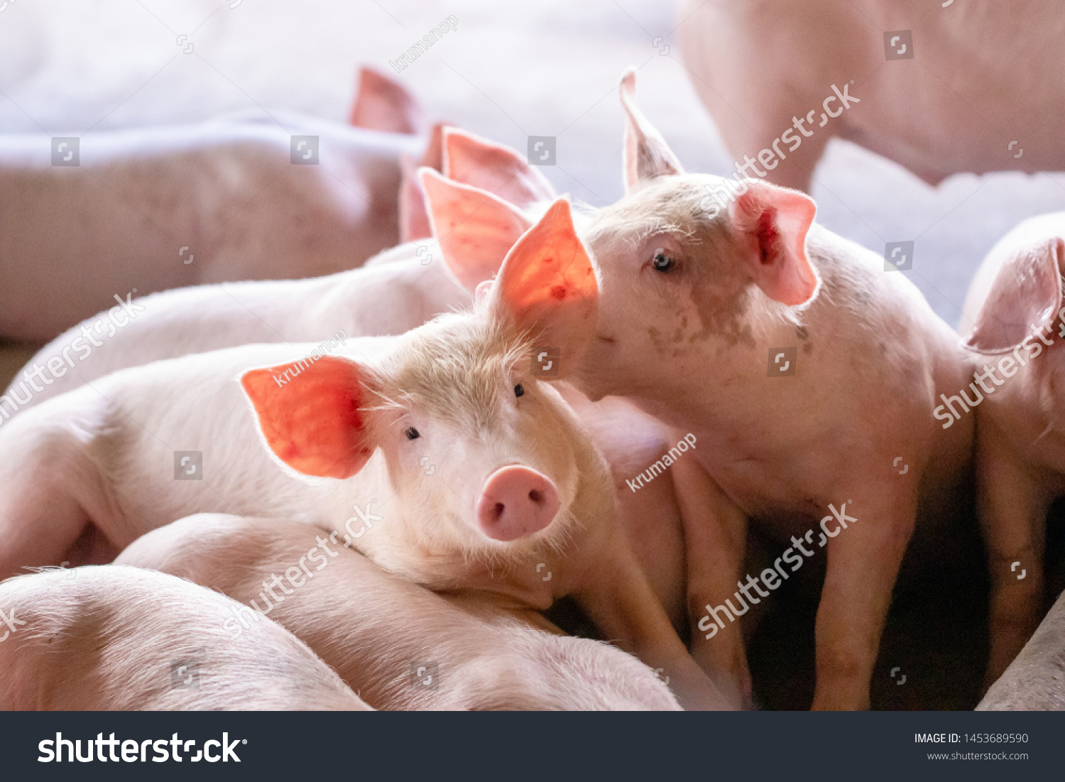 A small piglet in the farm. group of mammal waiting feed. swine in the stall. Popular animals raised around the world for meat consumption and business trading. (Sus scrofa domesticus) #1453689590