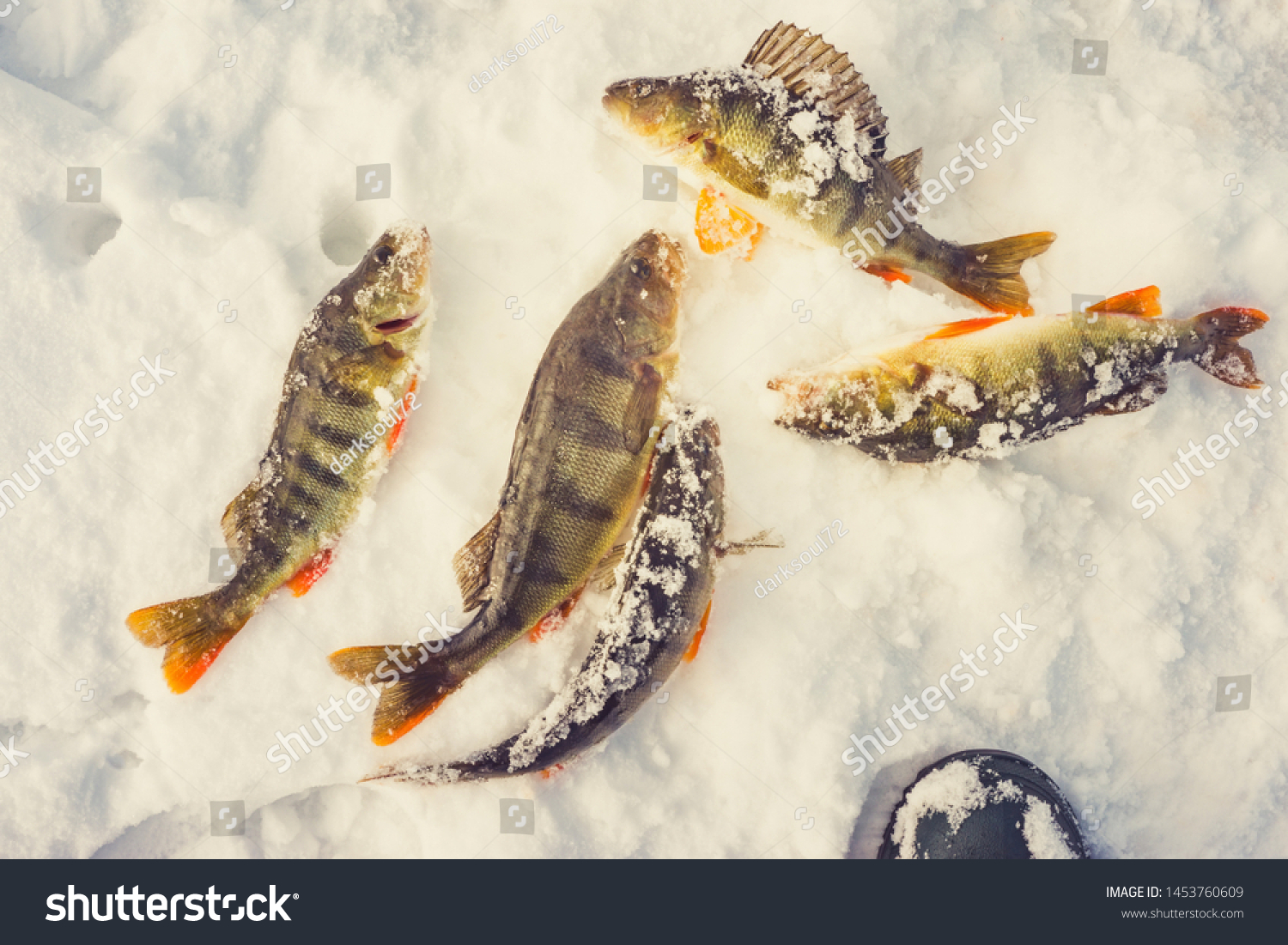 winter sport winter fishing fish catch #1453760609