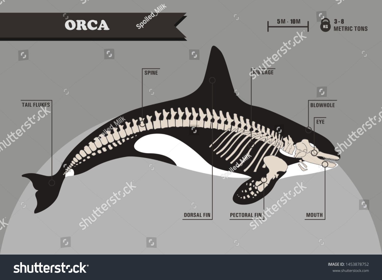 Anatomy of killer whale/orca skeleton - Royalty Free Stock Vector