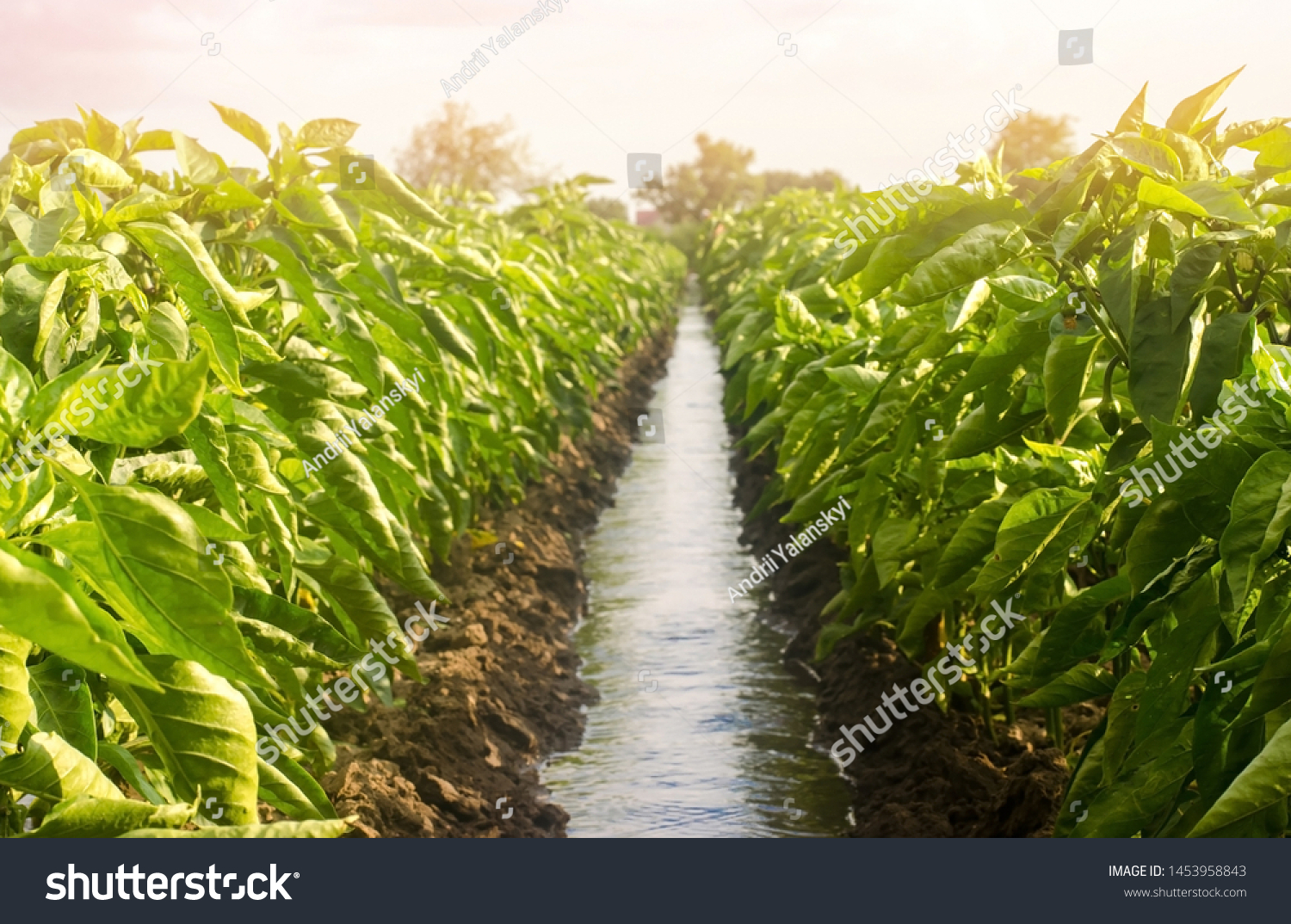 Rows pepper plantation divided by irrigation water channel. traditional method of watering the fields. Cultivation, care of the pepper plantation. Beautiful farm field. Farming and agriculture #1453958843