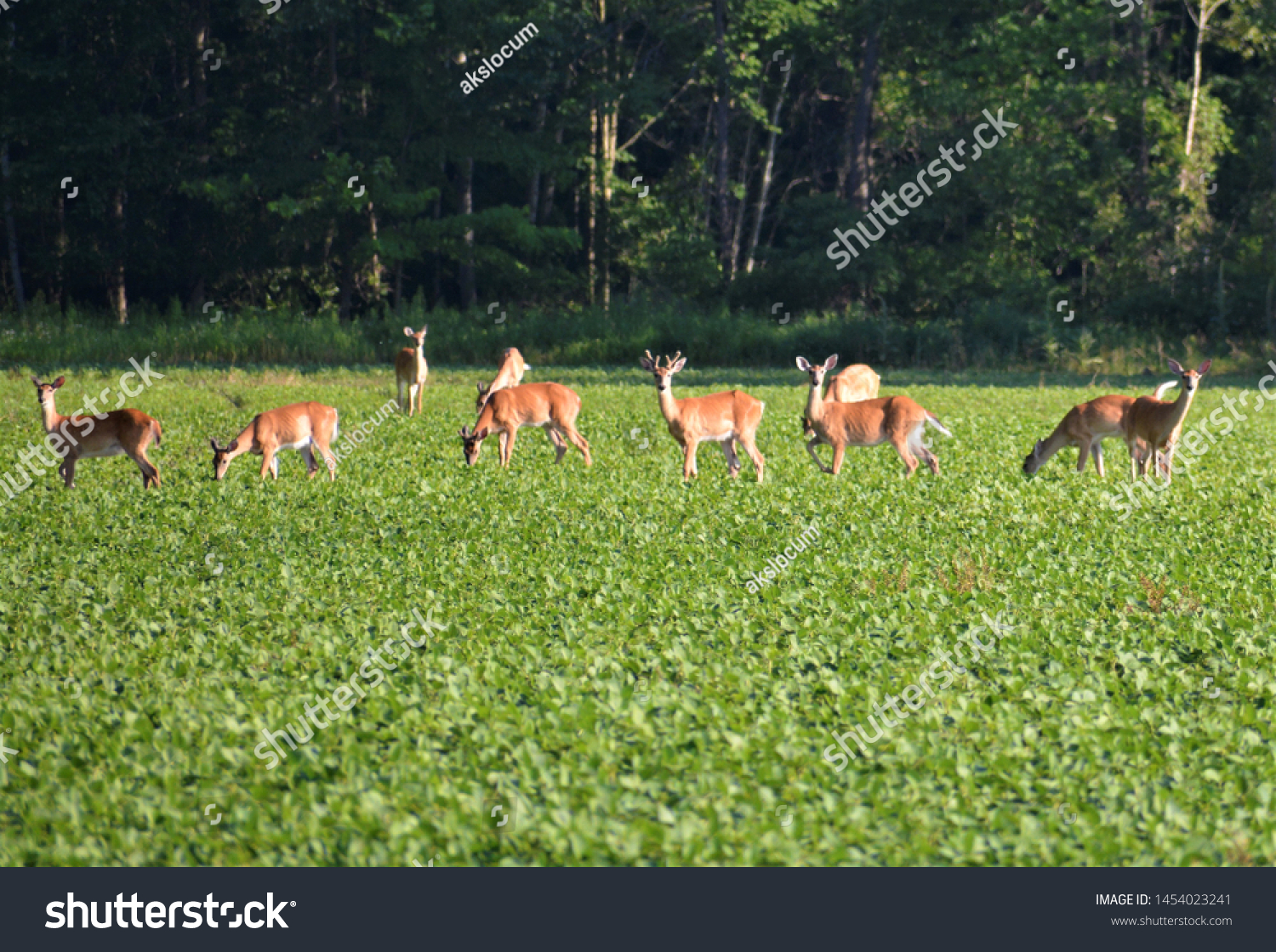 The White-tailed deer, also called the Virginia deer or whitetail, is named for the white underside of its tail which is visible when it holds its tail erect when it runs. #1454023241