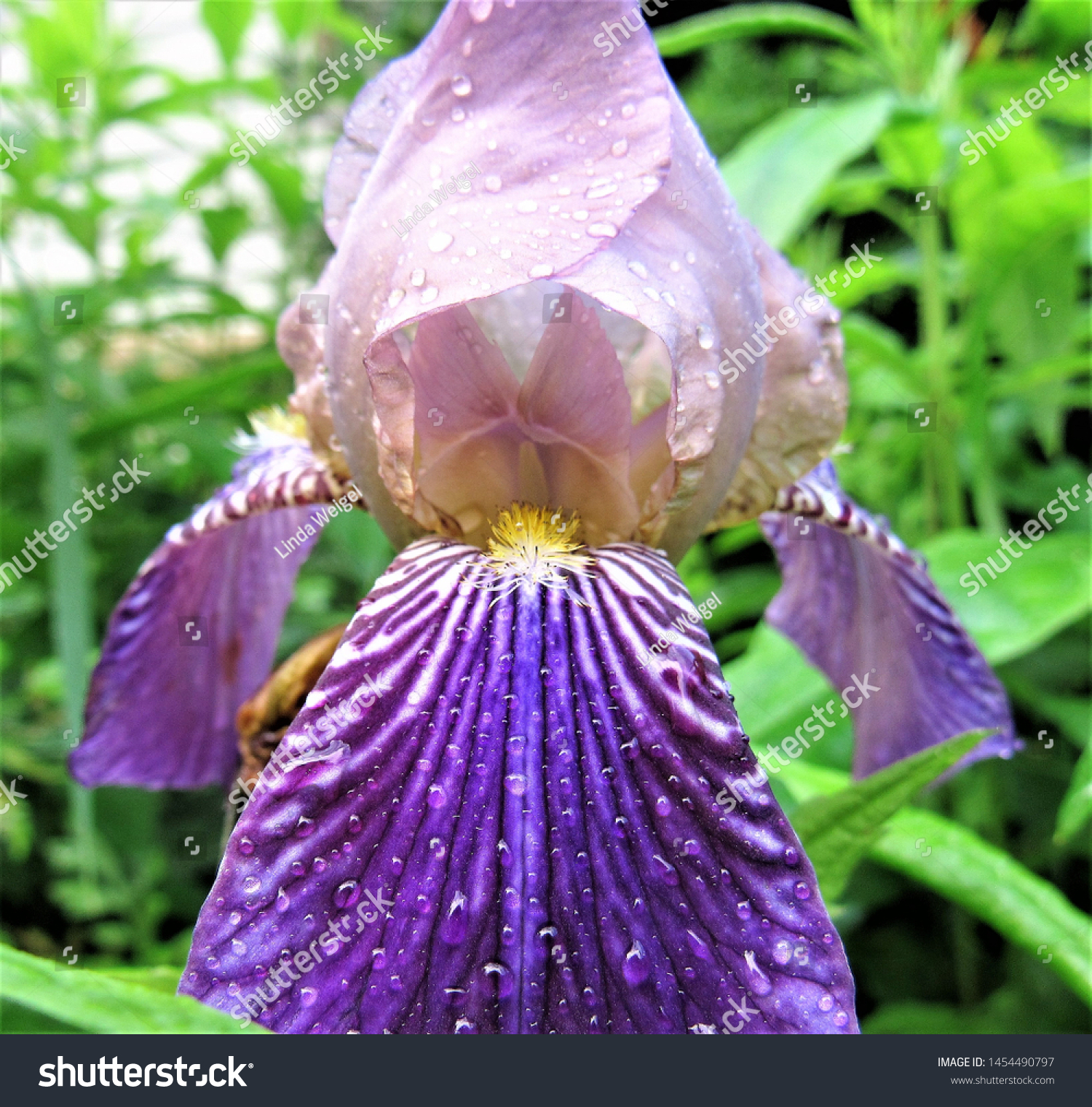 Inside a dewy purple iris #1454490797