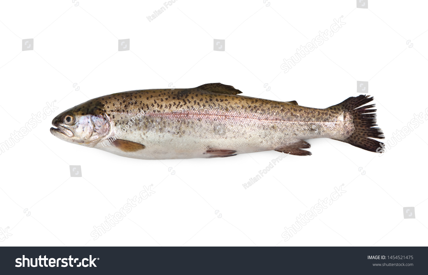 Rainbow trout - Oncorhynchus mykiss - Trota Salmonata isolated on white #1454521475