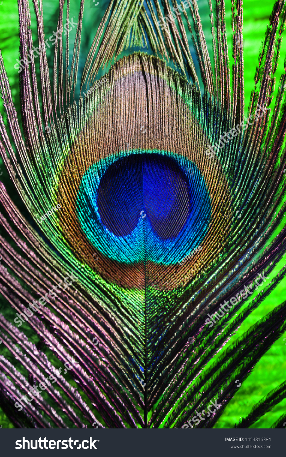 Peacock feathers on green background. Carnival. Colored feather.               #1454816384