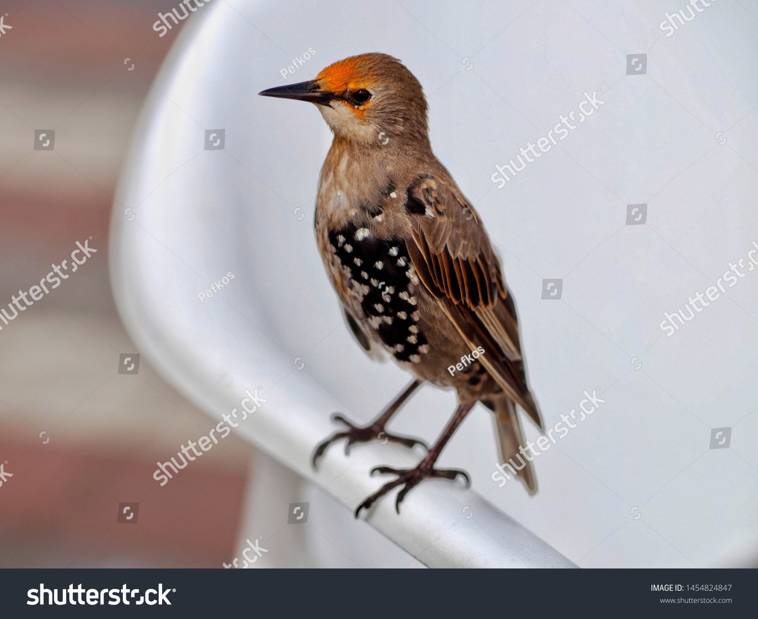 Juvenile Starling Perched on a Chair #1454824847