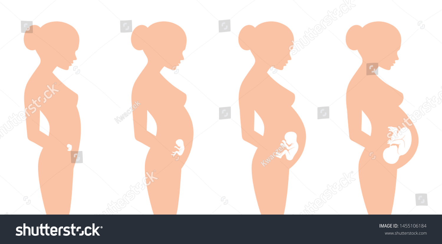 Vector silhouette pregnant fetal development in - Royalty Free Stock ...