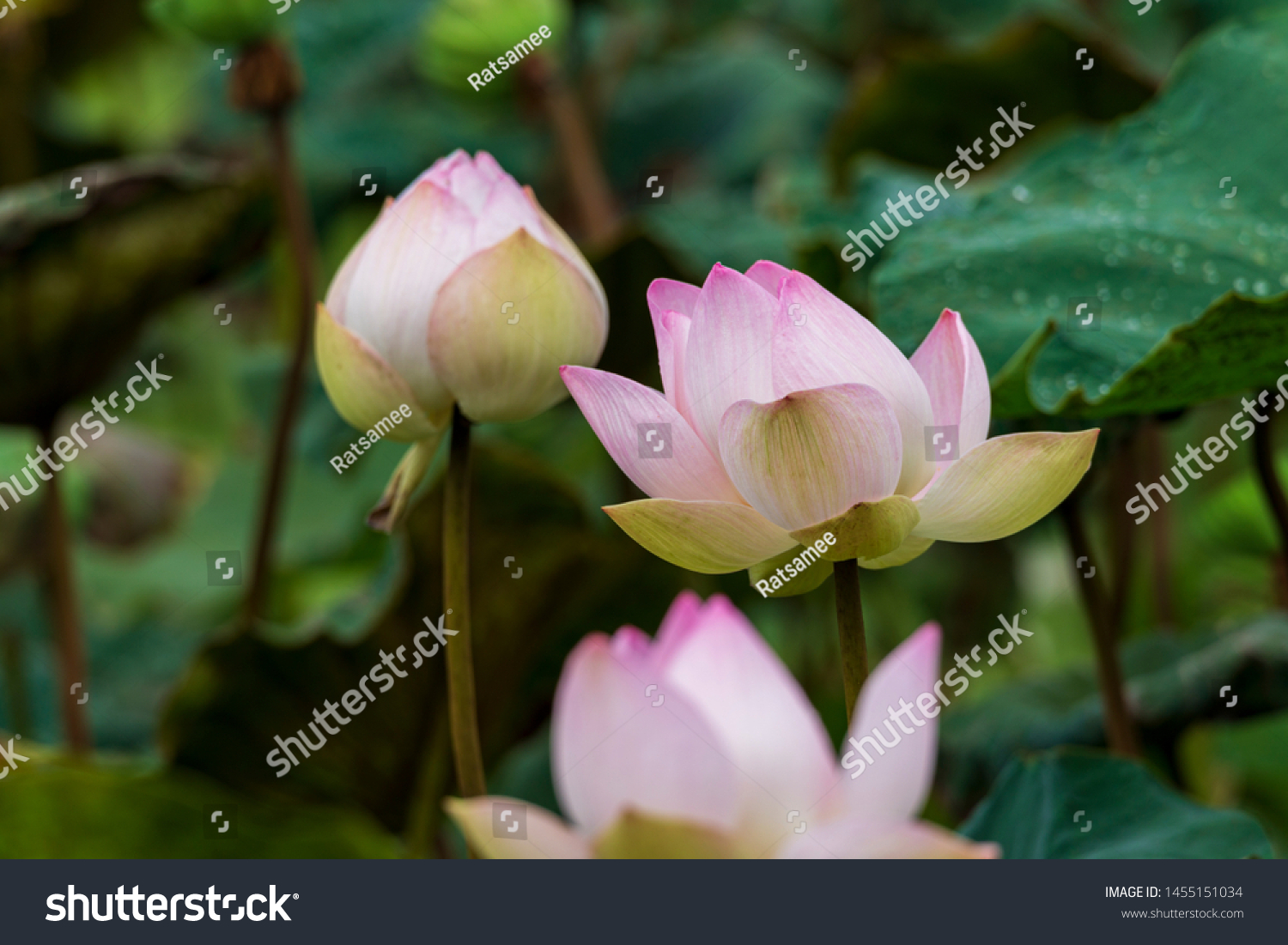 The shallow depth of field of pink lotus bud and the blossoming lotus with its leaves and pods and drops of water all over the petals in the swamp of the tropical with original colors in natural light #1455151034