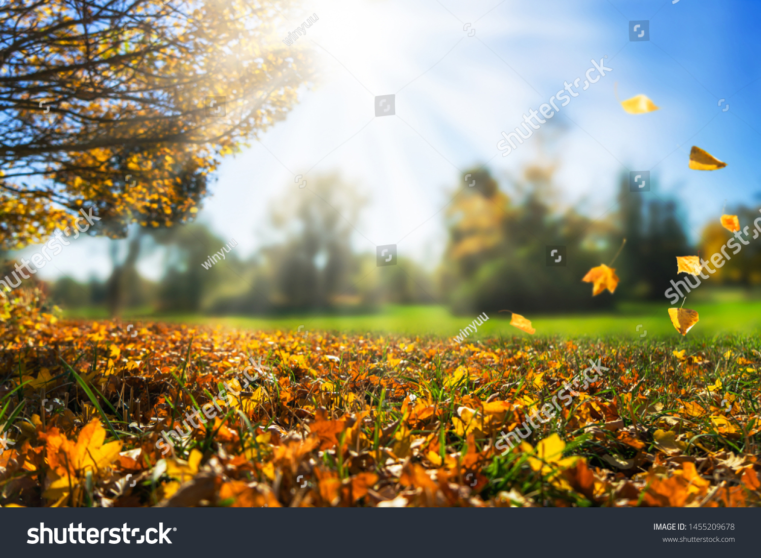 autumnal day in golden october, fall leaf, natural autumn background #1455209678