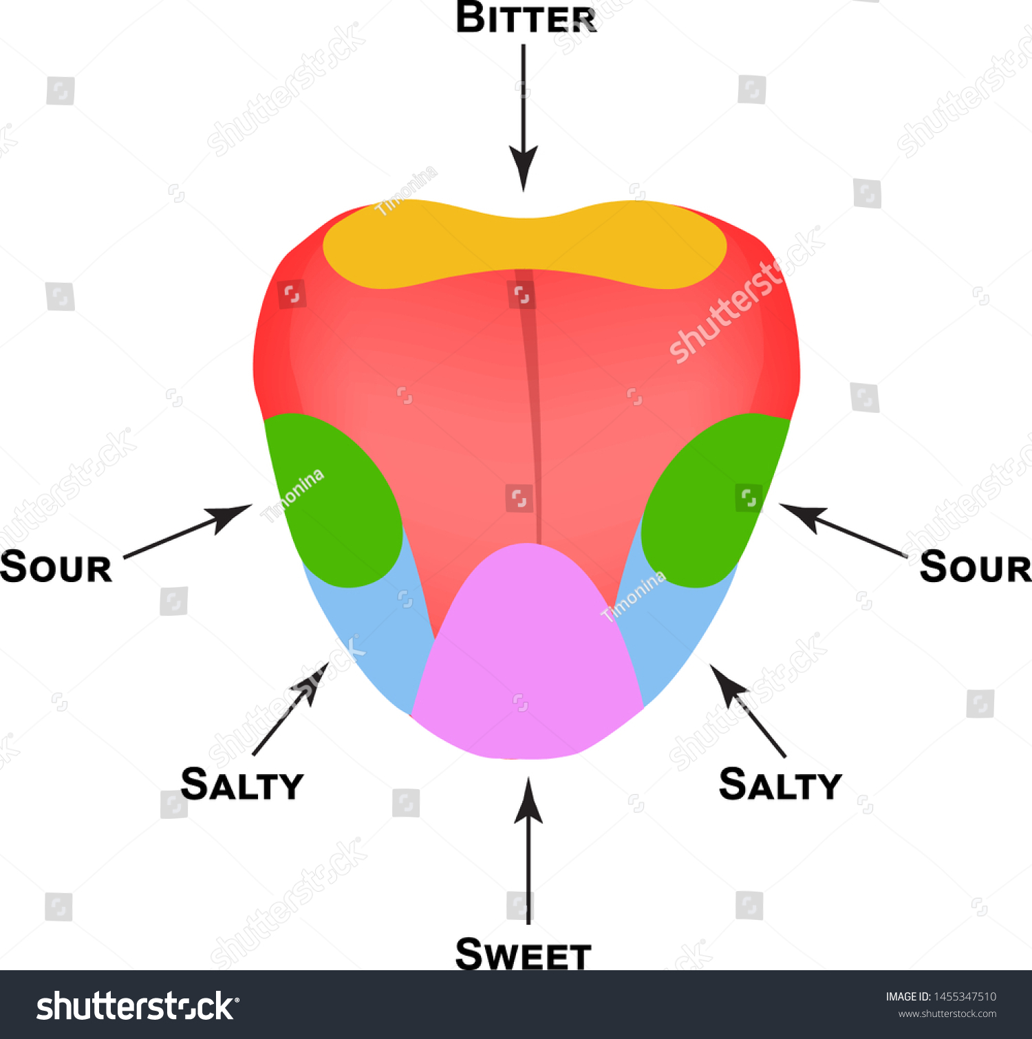Anatomical structure of the tongue. Taste buds - Royalty Free Stock ...