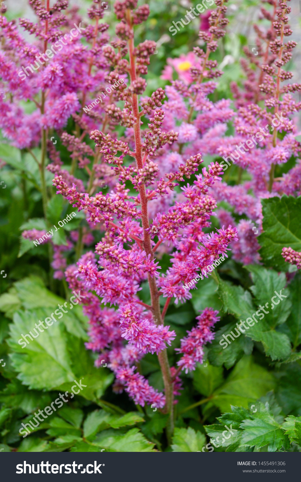 Vertical image of the purplish pink flowers of 'Visions' astilbe (Astilbe 'Visions') #1455491306
