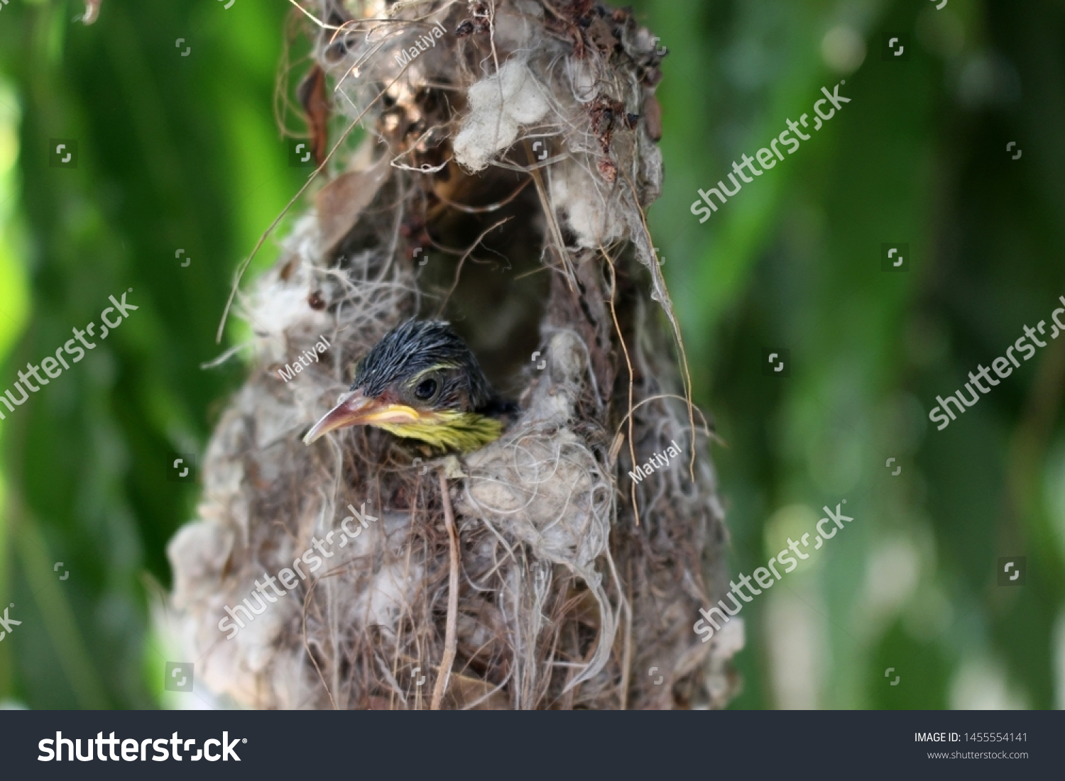 Hummingbird is one of the best beautiful bird , here is a baby bird which came out first time from the nest, it seems quit surprised in open world  #1455554141
