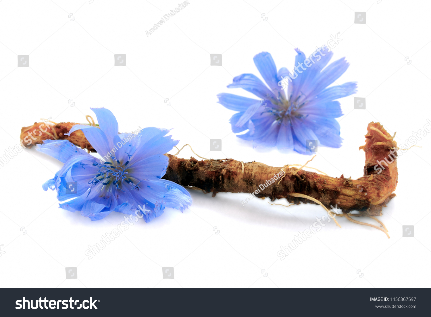 Chicory root and flowers are isolated on white background. Blue flowers of chicory. Chicory root is considered a coffee substitute and is a source of inulin. Inulin is used in the food industry. #1456367597