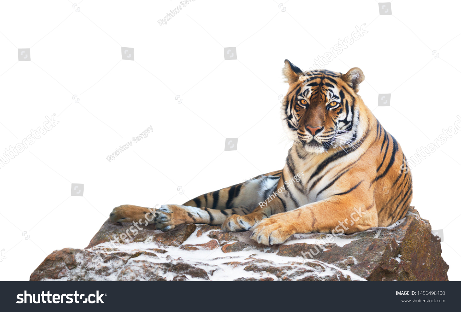 Siberian tiger isolated on white 
 (Panthera tigris altaica) #1456498400