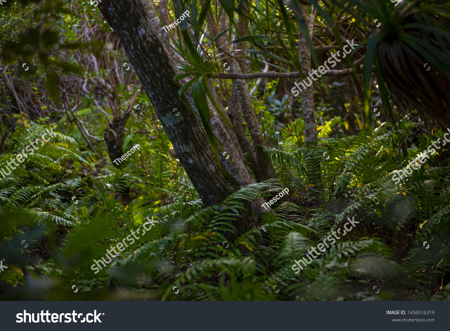 dark jungle of piton mont vert reunion 974 #1456516319