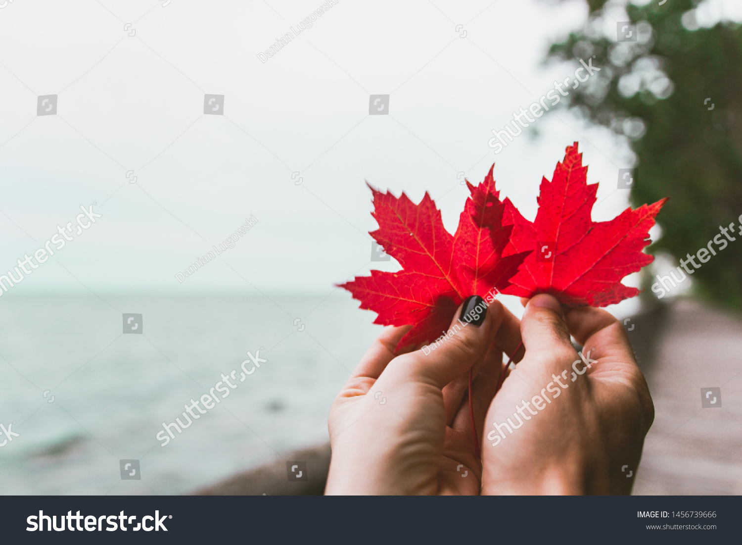 Couple in love holding with hands two red maple tree leaves. National symbol of Canada. Toronto Island Park #1456739666