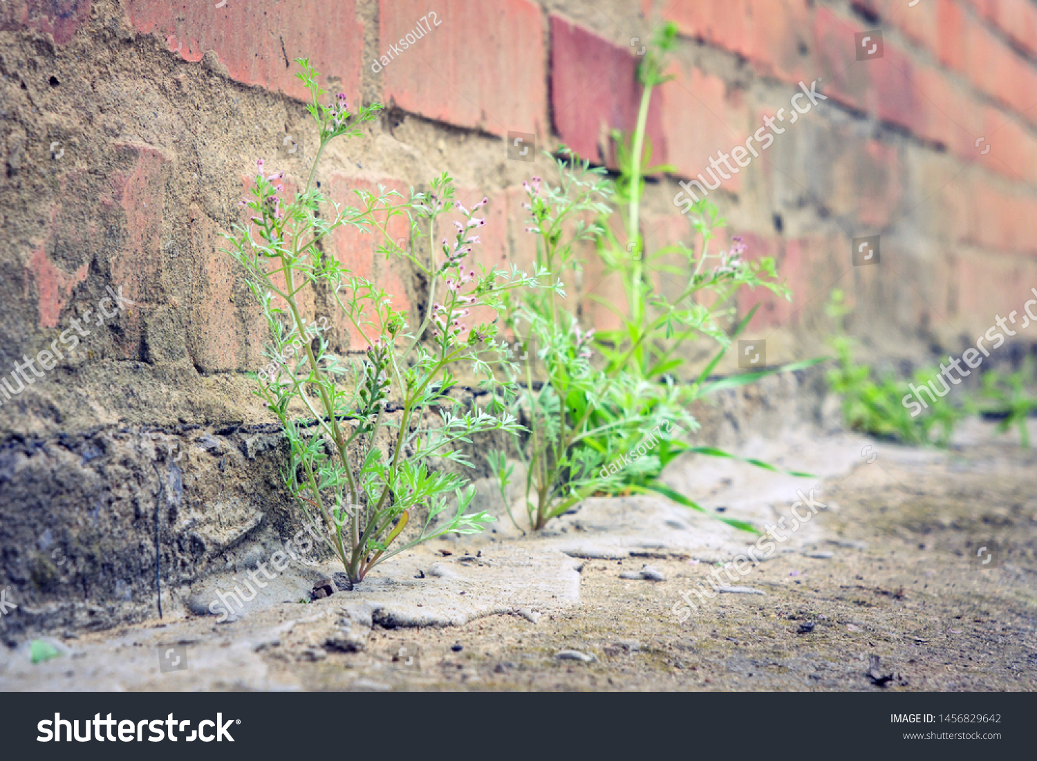 plant grows from concrete breaks through the asphalt #1456829642