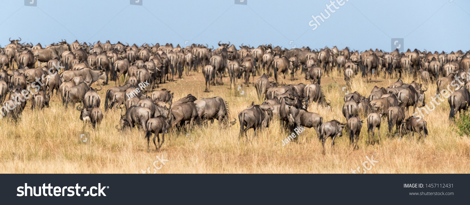 Following the wildebeest herds during the annual Great Migration in the Masai Mara, Kenya. Social Media banner format. #1457112431