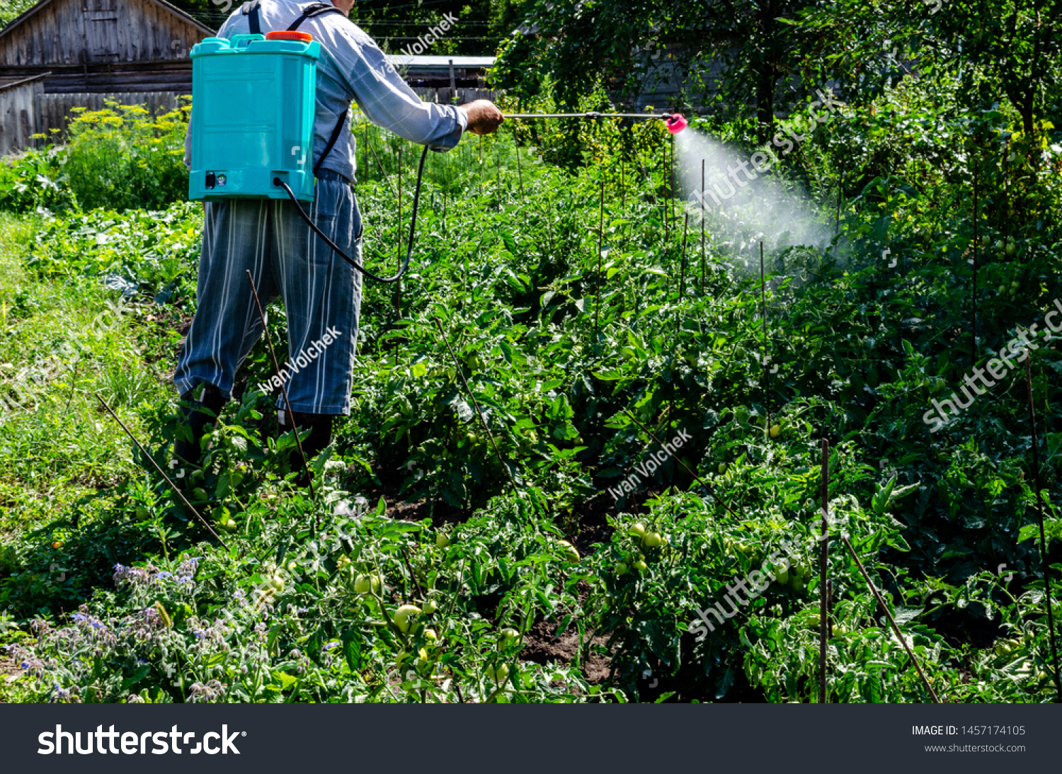 Spraying tomato to protect against infections. Treatment of tomatoes for infection by an amateur farmer #1457174105
