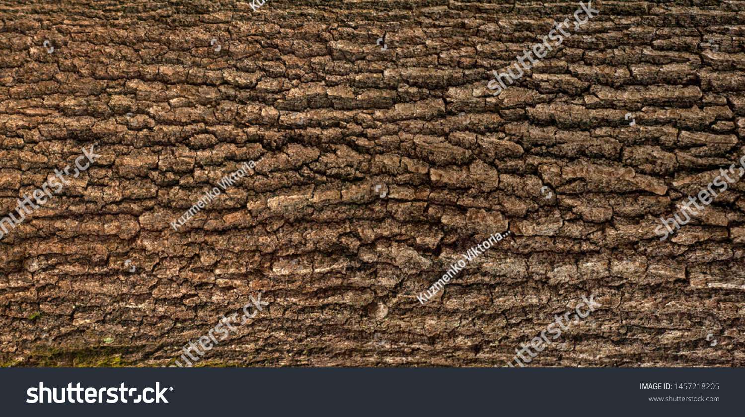 Relief texture of the brown bark of a tree with green moss on it. Horizontal photo of a tree bark texture. Relief creative texture of an old oak bark. #1457218205