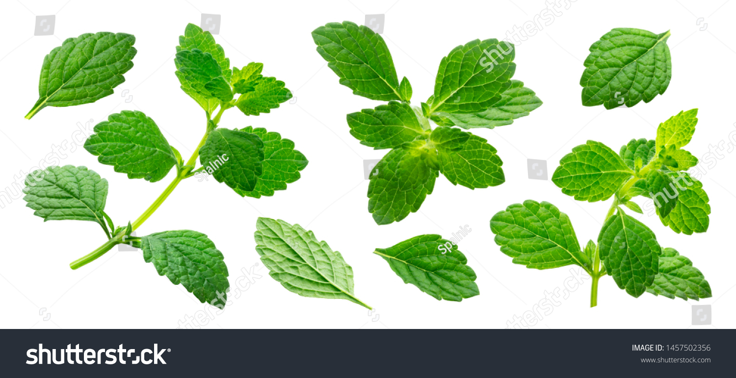 Melissa officinalis collection, lemon balm sprig and leaves isolated on white background with clipping path #1457502356
