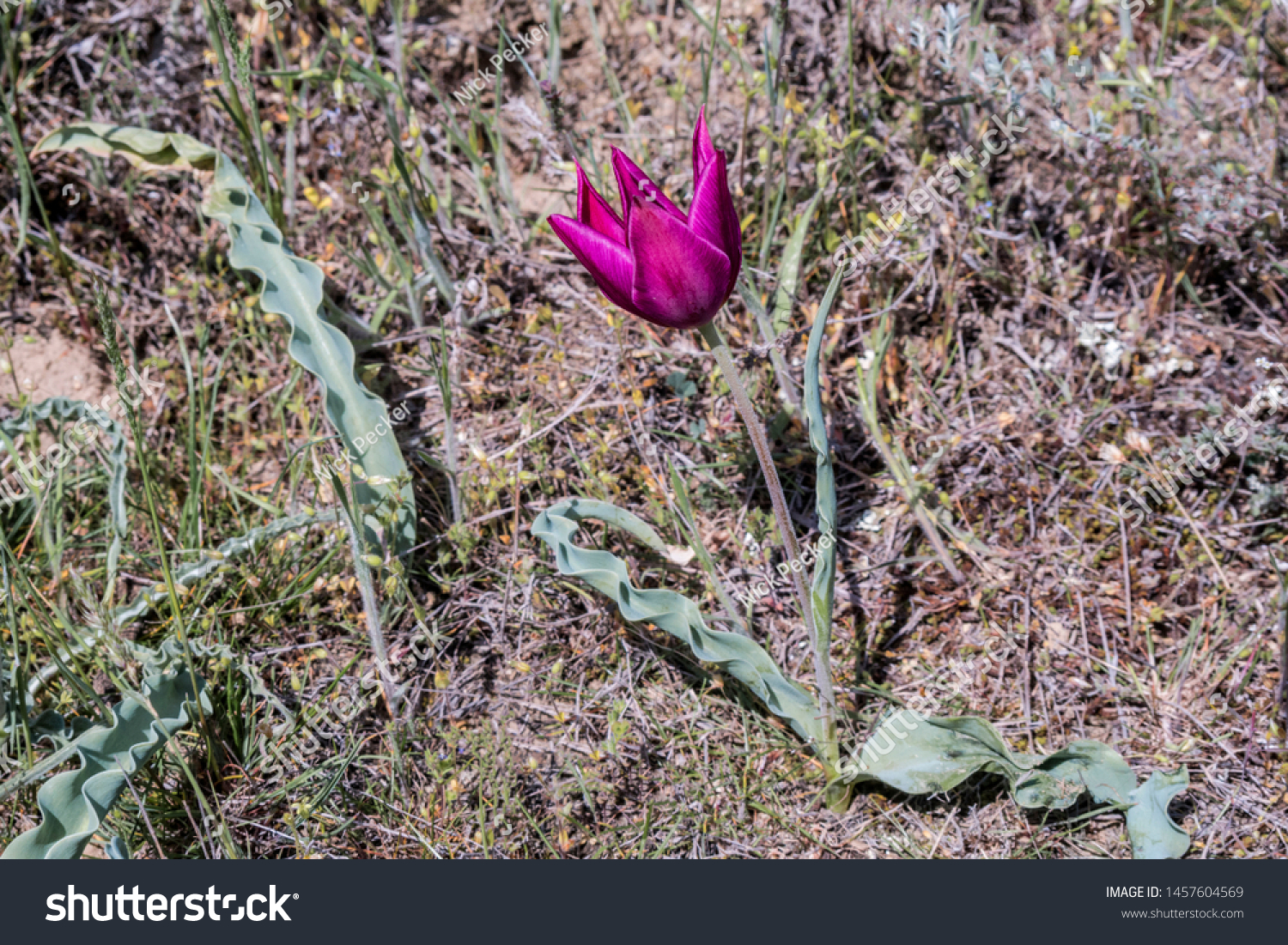 Didiers Tulip (Tulipa gesneriana) in Caucasus, Republic of Dagestan, Russia #1457604569